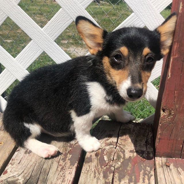 Girl 2 - Pembroke Welsh Corgi Female