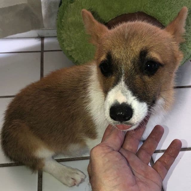 Girl 1 - Pembroke Welsh Corgi Female