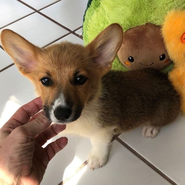 Boy 2 - Pembroke Welsh Corgi Male