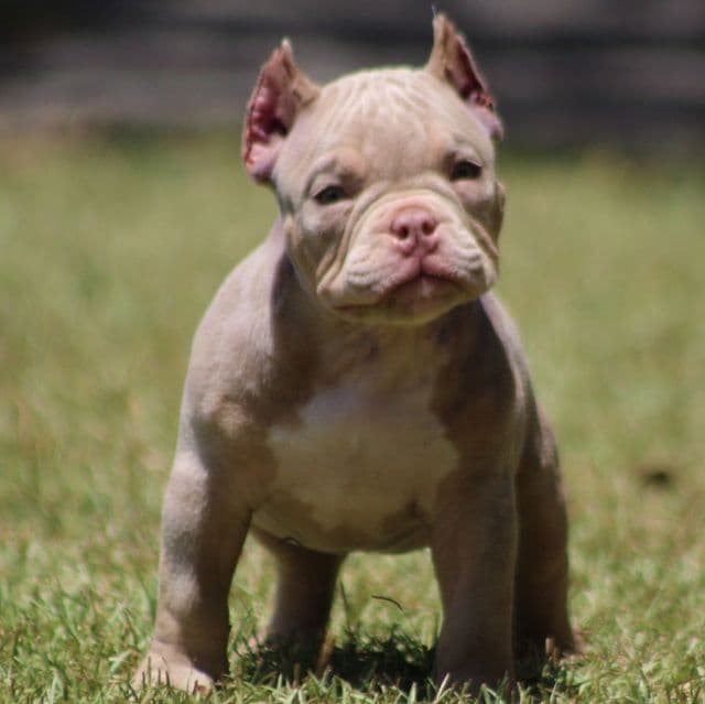 Spark plug  - American Bully Male