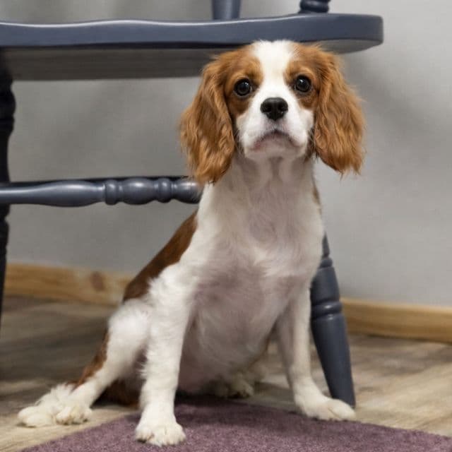 Kirby - Cavalier King Charles Spaniel Male