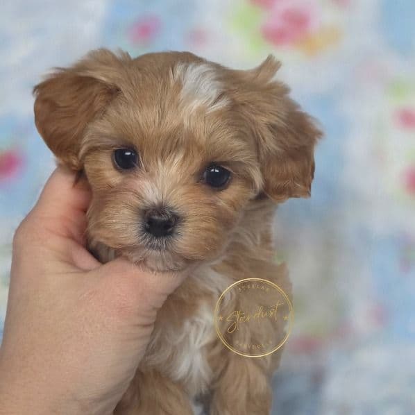 Morkipoo Boy 2 - Morkie Male