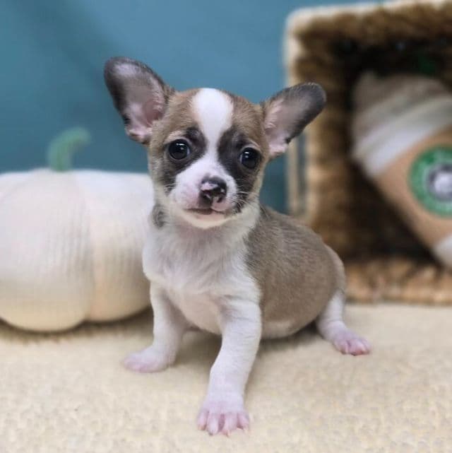 Sammy - Chihuahua Male