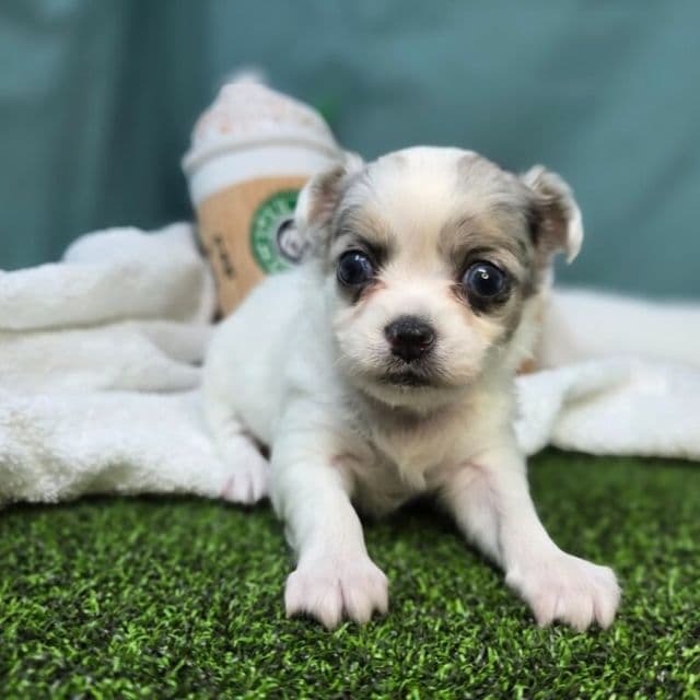 Casey - Chihuahua Female