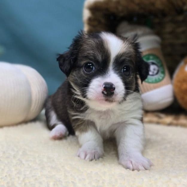 Koda - Chihuahua Male