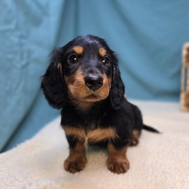 Rolo - Dachshund Male