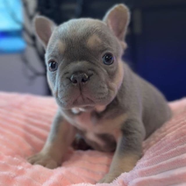 Gigi (Girl) - French Bulldog Female