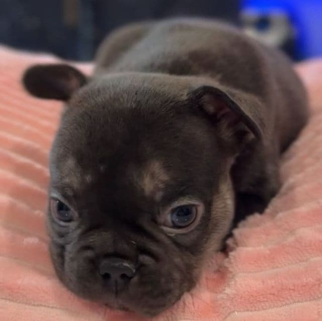 Noelle - French Bulldog Female