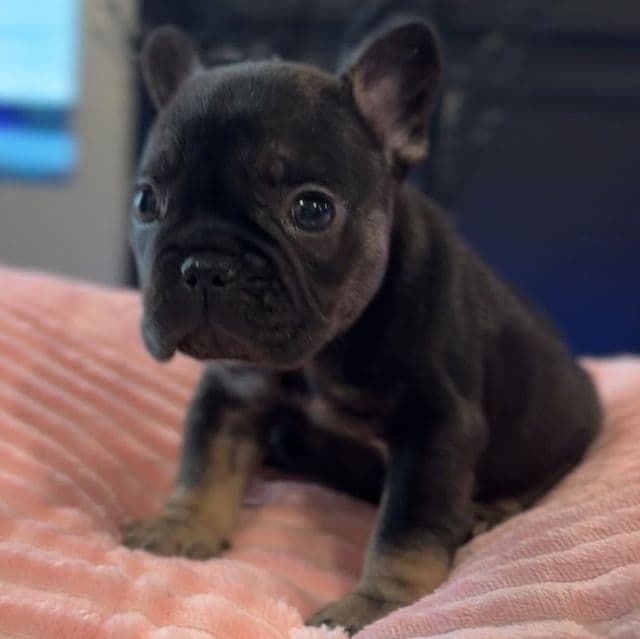 Baby Monroe - French Bulldog Female