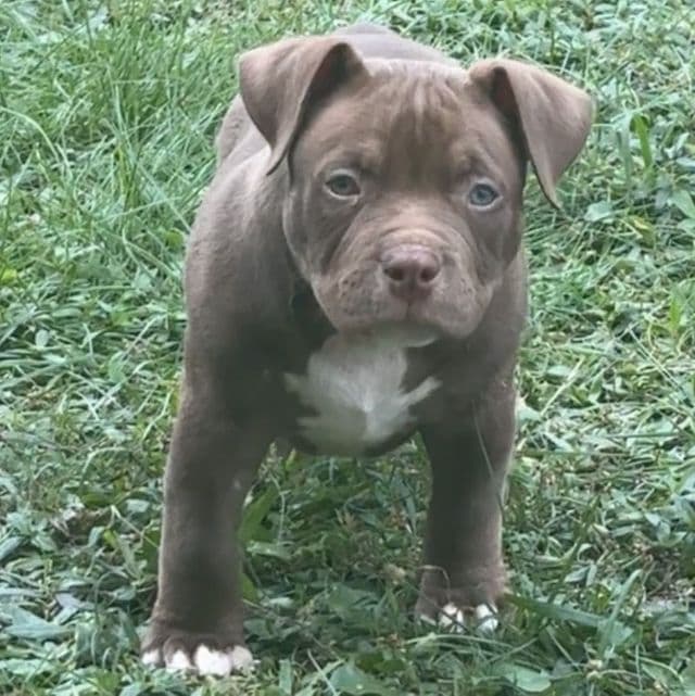Kane - American Bully Male