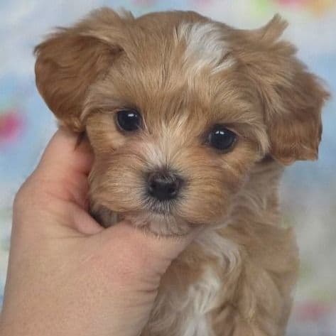 Morkipoo Boy 2 - Morkie Male