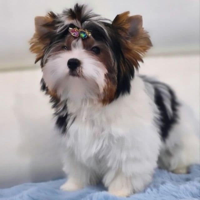 Brie - Biewer Terrier Female