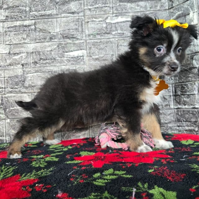 Eve - Australian Shepherd Female