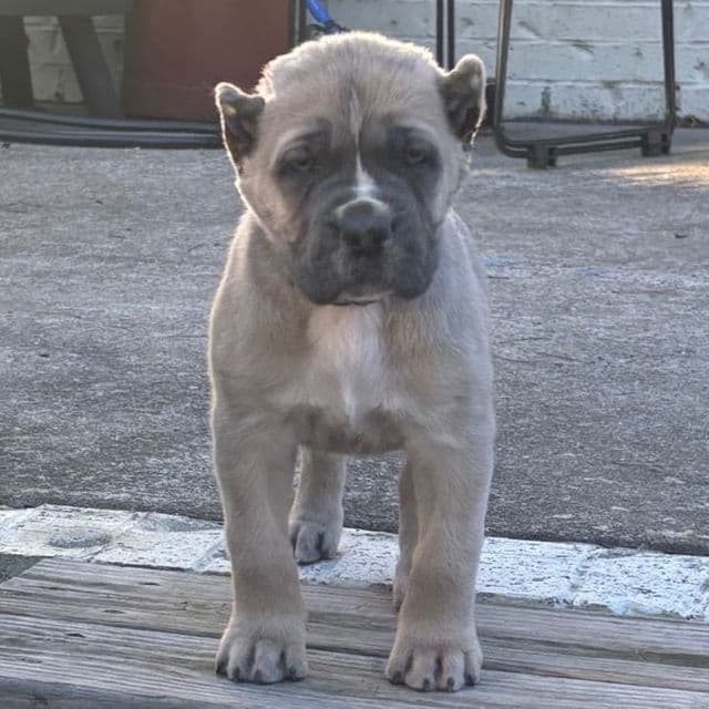 Bella - Cane Corso Female