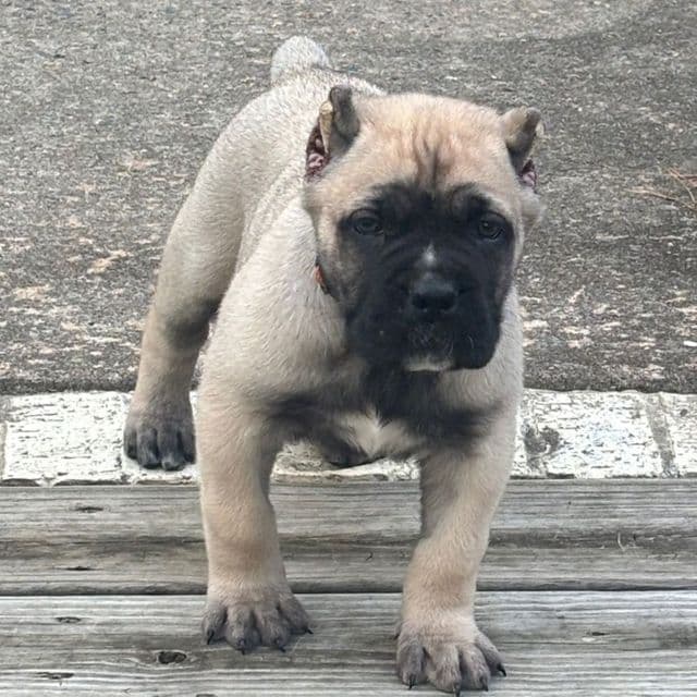 Sasha - Cane Corso Female