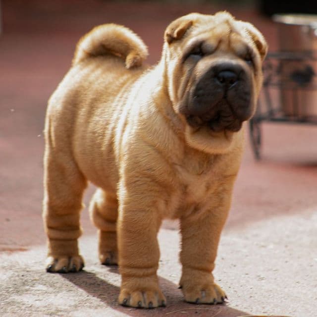 Briel - Chinese Shar-Pei Male
