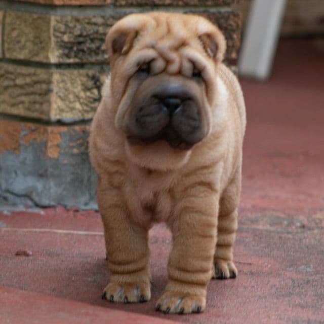 Bruno - Chinese Shar-Pei Male