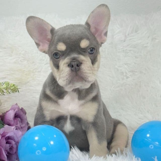 Tubs - French Bulldog Male
