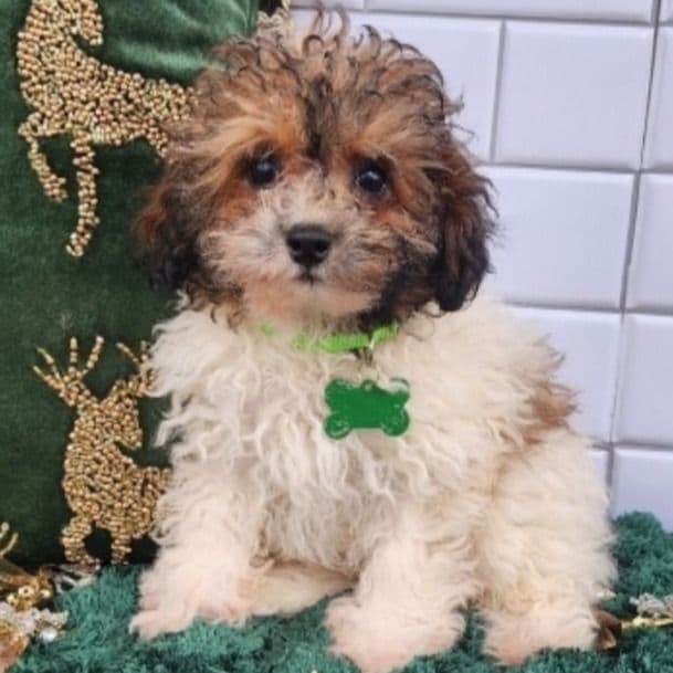 Cody - Toy Poodle Male