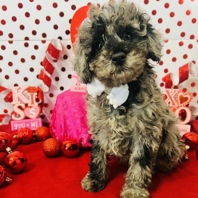 Meeko - Toy Poodle Male