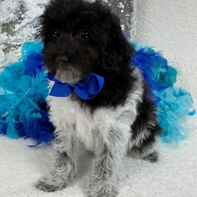 Cici Blue Boy - Toy Poodle Male
