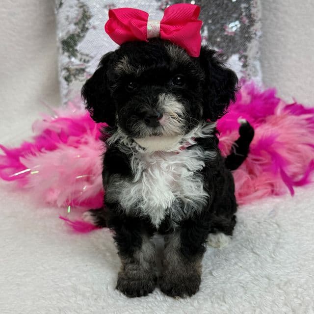 Elsa Pink Girl - Bernedoodle Female