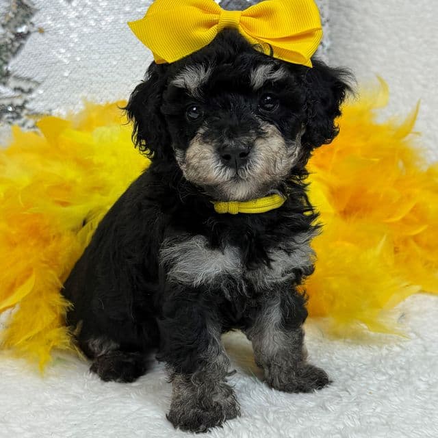 Elsa Yellow Girl - Bernedoodle Female