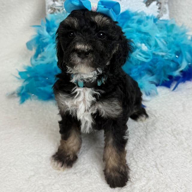 Elsa Turquoise Girl - Bernedoodle Female