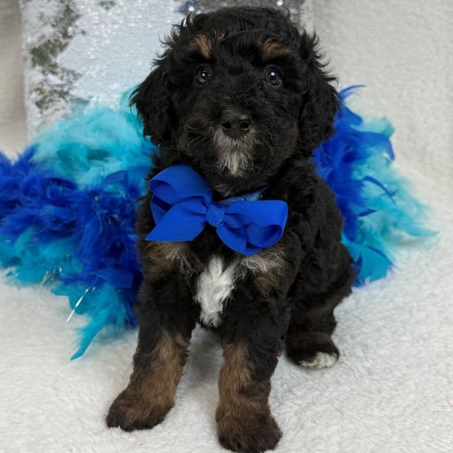 Elsa Blue Boy - Bernedoodle Male