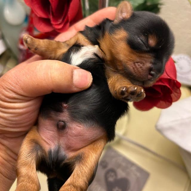 Max - Yorkshire Terrier Male