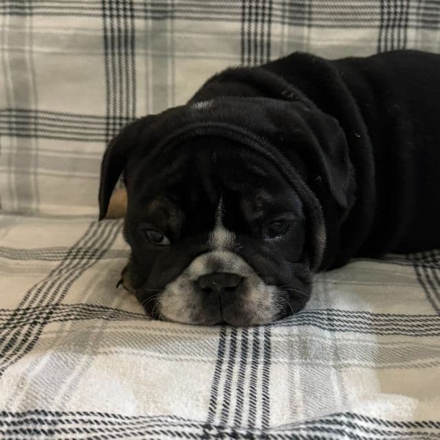 Noir - English Bulldog Female