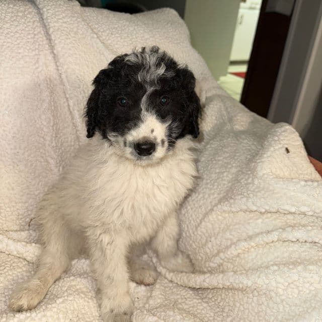 Zia - Labradoodle Female