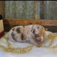 Alaska - Australian Shepherd Female