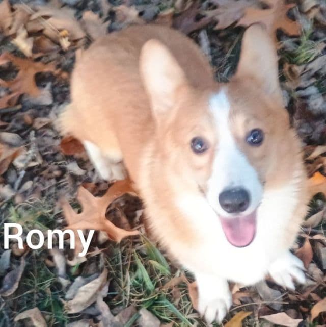 Romy - Pembroke Welsh Corgi Male