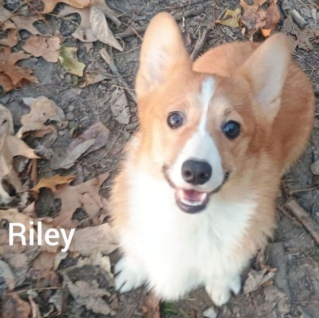 Riley - Pembroke Welsh Corgi Female
