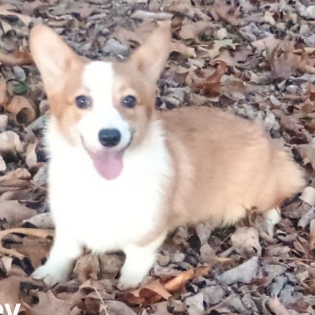 Lainey - Pembroke Welsh Corgi Female