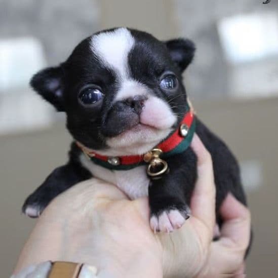 Ninja - Chihuahua Male