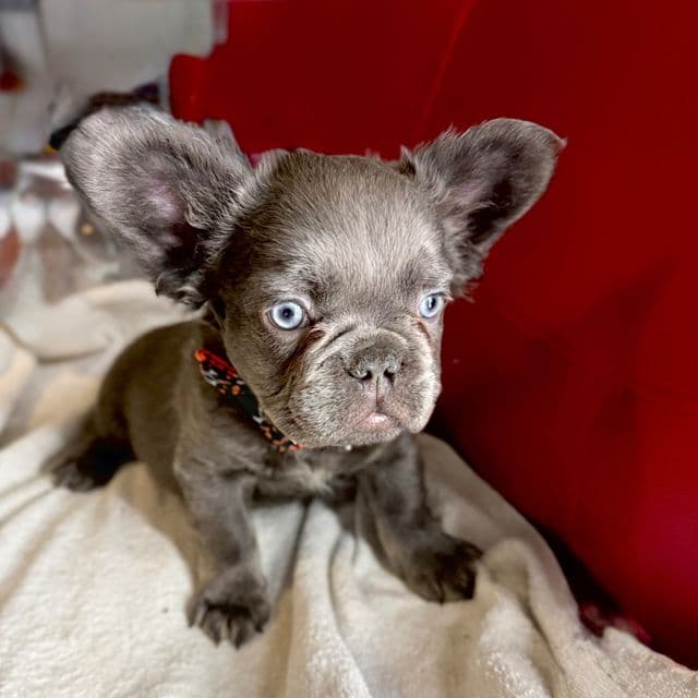 Floyd Fluffiweather - French Bulldog Male