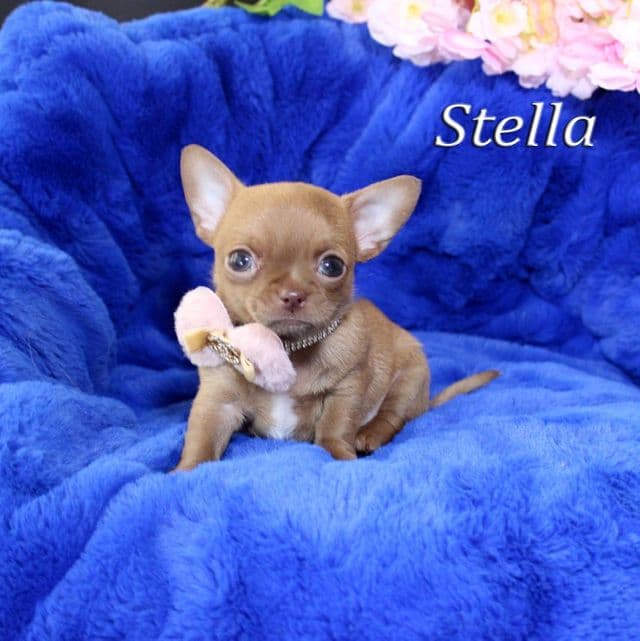 Stella - Chihuahua Female