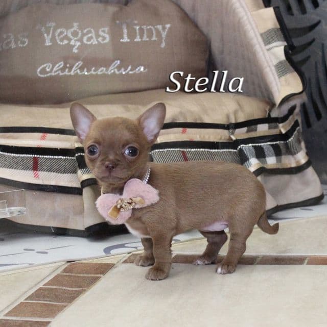 Stella - Chihuahua Female