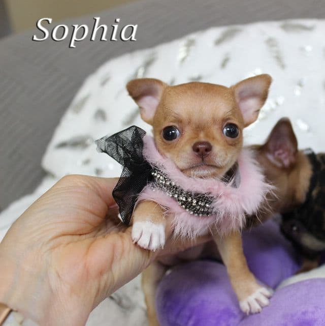 Sophia - Chihuahua Female