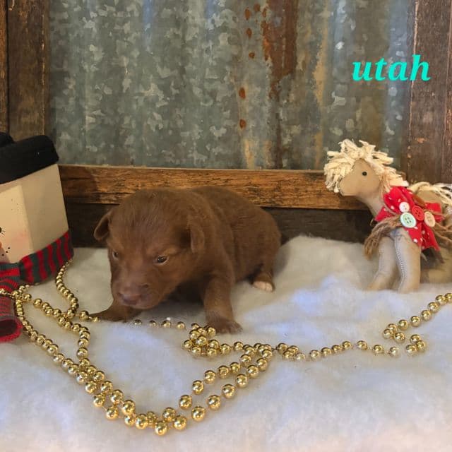 Utah  - Australian Shepherd Female