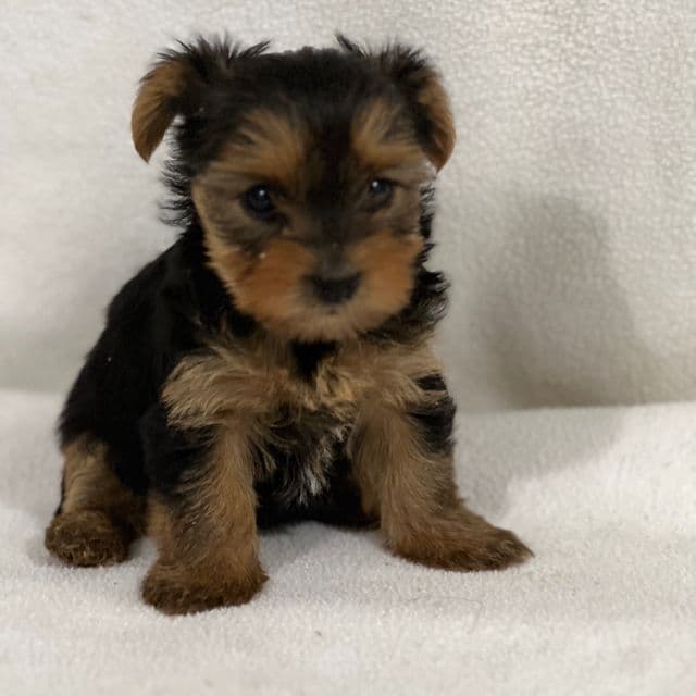 Noodle - Yorkipoo Female