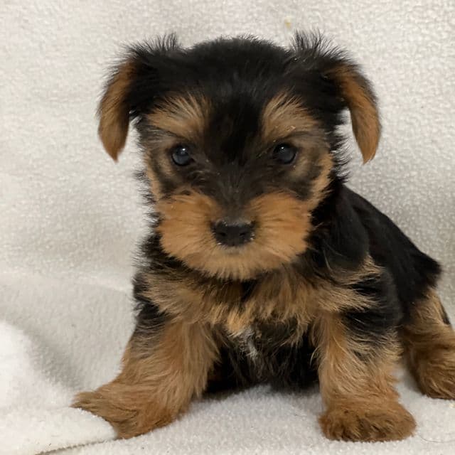 Chanel - Yorkipoo Female