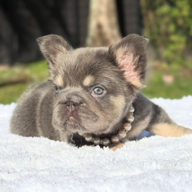 Candy Fluffy Big Rope - French Bulldog Female