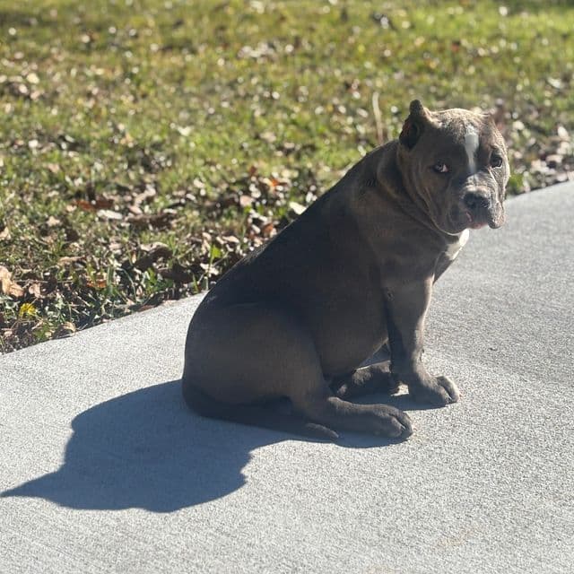 Tyson - American Bully Male