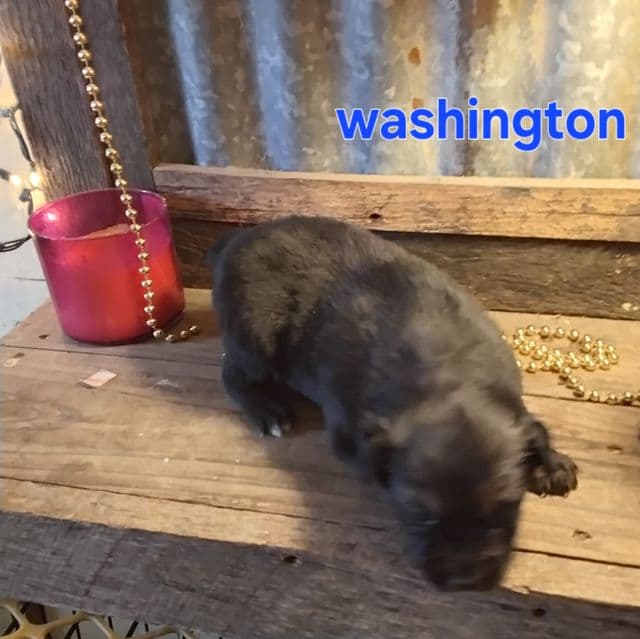 Washington - Australian Shepherd Female