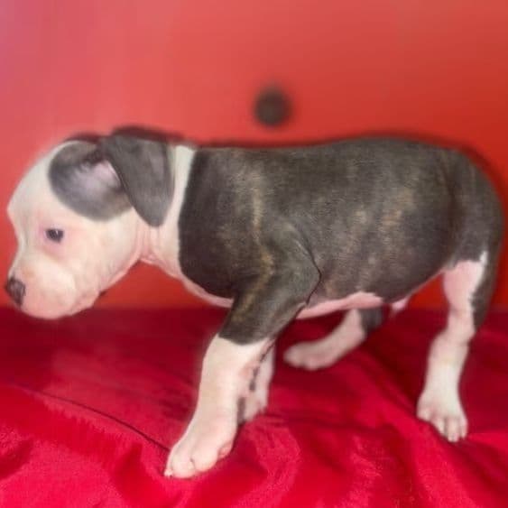 Ghost - American Pit Bull Terrier Male