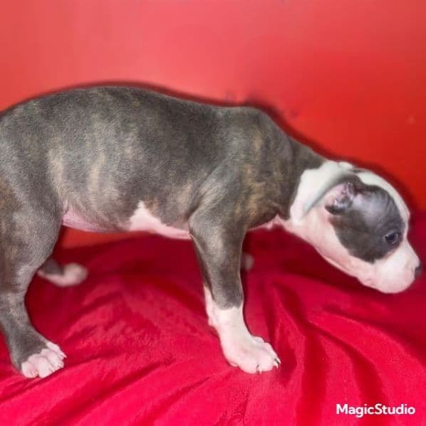 Honey  - American Pit Bull Terrier Female