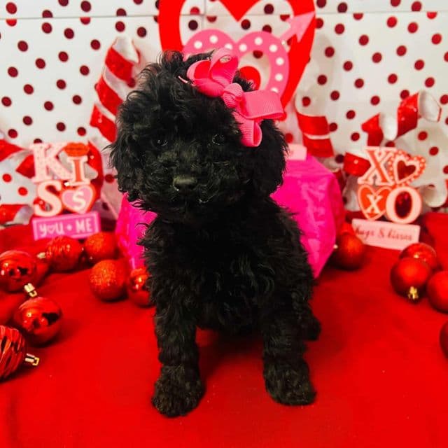 Stella - Toy Poodle Female